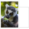 Ring-Tailed Lemur, Ambalavao, Madagascar by Anonymous