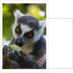 Ring-Tailed Lemur, Ambalavao, Madagascar by Anonymous