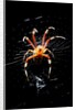 Spider, Kirindy Forest Reserve, Madagascar by Anonymous