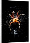 Spider, Kirindy Forest Reserve, Madagascar by Anonymous