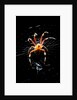 Spider, Kirindy Forest Reserve, Madagascar by Anonymous