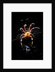 Spider, Kirindy Forest Reserve, Madagascar by Anonymous