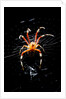 Spider, Kirindy Forest Reserve, Madagascar by Anonymous