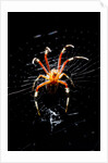 Spider, Kirindy Forest Reserve, Madagascar by Anonymous