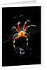 Spider, Kirindy Forest Reserve, Madagascar by Anonymous