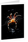 Spider, Kirindy Forest Reserve, Madagascar by Anonymous