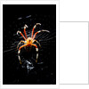 Spider, Kirindy Forest Reserve, Madagascar by Anonymous