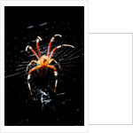 Spider, Kirindy Forest Reserve, Madagascar by Anonymous