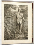 Engraving depicting the Muscle Groups of the Back by Bernhard Siegfried Albinus