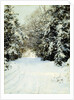 Snow-Laden Trees by Walter Launt Palmer