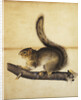 Eastern Grey Squirrel in Full Winter Coat by John James Audubon