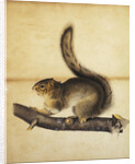 Eastern Grey Squirrel in Full Winter Coat by John James Audubon
