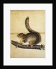 Eastern Grey Squirrel in Full Winter Coat by John James Audubon