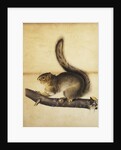 Eastern Grey Squirrel in Full Winter Coat by John James Audubon