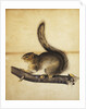 Eastern Grey Squirrel in Full Winter Coat by John James Audubon