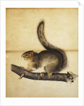 Eastern Grey Squirrel in Full Winter Coat by John James Audubon