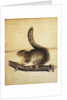 Eastern Grey Squirrel in Full Winter Coat by John James Audubon