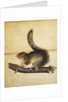 Eastern Grey Squirrel in Full Winter Coat by John James Audubon