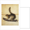 Eastern Grey Squirrel in Full Winter Coat by John James Audubon