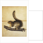 Eastern Grey Squirrel in Full Winter Coat by John James Audubon