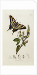 A Scarce Swallow-Tail Butterfly (Iphiclides podalirius) on Pear Blossom (Pyrus communis) by Anonymous