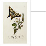 A Scarce Swallow-Tail Butterfly (Iphiclides podalirius) on Pear Blossom (Pyrus communis) by Anonymous