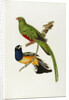 Pavonine Quetzal (Trogon pavonius) and Surucua Trogon (Trogon aurantius) by Anonymous