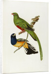 Pavonine Quetzal (Trogon pavonius) and Surucua Trogon (Trogon aurantius) by Anonymous