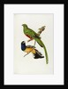 Pavonine Quetzal (Trogon pavonius) and Surucua Trogon (Trogon aurantius) by Anonymous