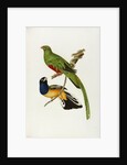 Pavonine Quetzal (Trogon pavonius) and Surucua Trogon (Trogon aurantius) by Anonymous