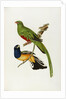 Pavonine Quetzal (Trogon pavonius) and Surucua Trogon (Trogon aurantius) by Anonymous