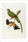 Pavonine Quetzal (Trogon pavonius) and Surucua Trogon (Trogon aurantius) by Anonymous