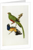 Pavonine Quetzal (Trogon pavonius) and Surucua Trogon (Trogon aurantius) by Anonymous