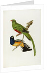 Pavonine Quetzal (Trogon pavonius) and Surucua Trogon (Trogon aurantius) by Anonymous