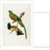 Pavonine Quetzal (Trogon pavonius) and Surucua Trogon (Trogon aurantius) by Anonymous