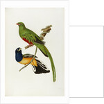 Pavonine Quetzal (Trogon pavonius) and Surucua Trogon (Trogon aurantius) by Anonymous
