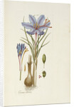 Crocus Sativus by Anonymous