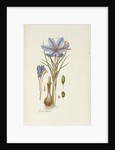 Crocus Sativus by Anonymous