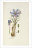 Crocus Sativus by Anonymous