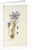 Crocus Sativus by Anonymous