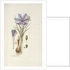 Crocus Sativus by Anonymous