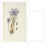 Crocus Sativus by Anonymous