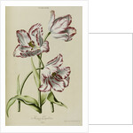 Keizer Leopoldus by Anonymous