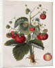 Keen's Strawberry Seedling by Anonymous