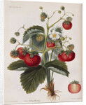 Keen's Strawberry Seedling by Anonymous