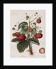Keen's Strawberry Seedling by Anonymous