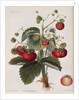 Keen's Strawberry Seedling by Anonymous
