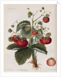 Keen's Strawberry Seedling by Anonymous