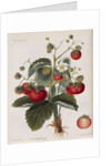 Keen's Strawberry Seedling by Anonymous