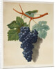 Black Muscadine Grapes by Anonymous